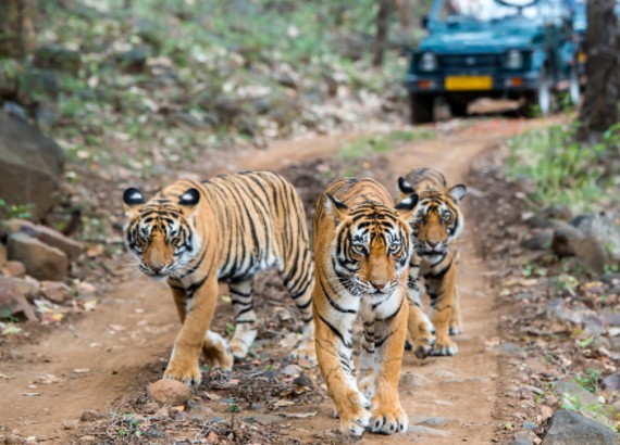 Maharashtra Wild Trail Tour