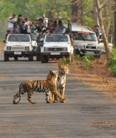 Bandipur