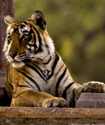 Ranthambhore