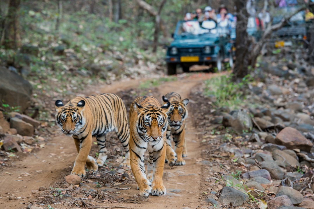 Tiger Reserve Maharastra